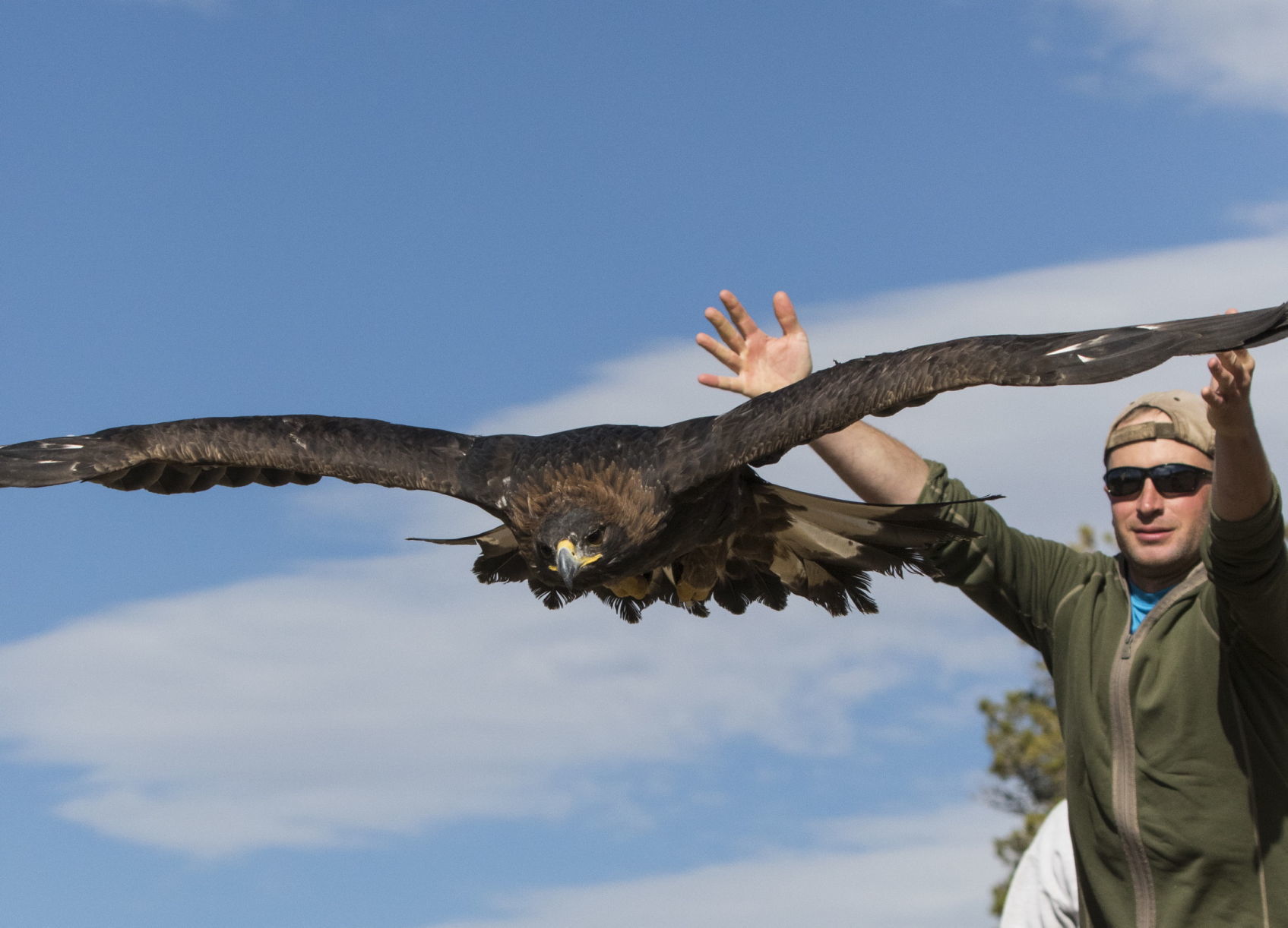 Golden eagle release